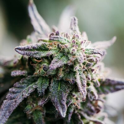 Fleur de chanvre Diesel OG Bio