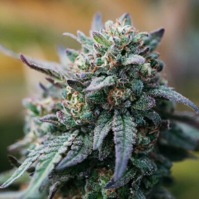 Fleur de chanvre Donut Bio