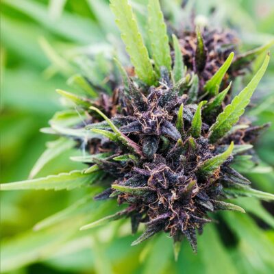 Fleur de chanvre Purple Cocktail Bio