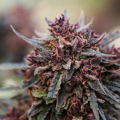 Fleur de chanvre Sapphire Bio